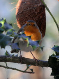 Rotkehlchen / Robin