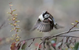 Spatz / Sparrow