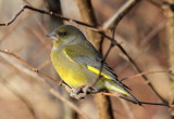 Greenfinch