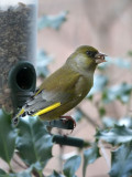 Greenfinch