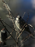 Spatzen / Sparrows
