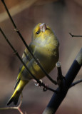 Grnfink / Greenfinch