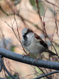 Spatz / Sparrow