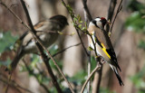 Distelfink und Spatz / Goldfinch and sparrow