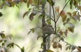 Buchfink / Chaffinch