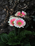 Gerberas