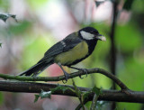 Great Tit