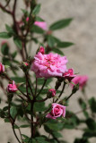 Small tree-rose