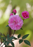 Tree Rose