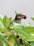 Sparrow