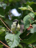 Kohlmeise / Great Tit