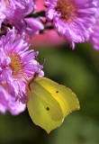 Zitronenfalter /Brimestone Butterfly 