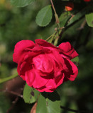 late rose