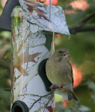 Greenfinch