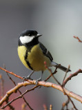 Kohlmeise / Great Tit