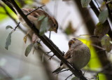 House Sparrows