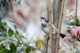 House Sparrow