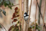 Tannenmeise / Coal Tit