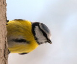 Blue Tit looking inside