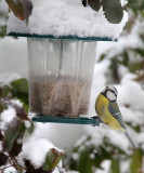 Blue Tit