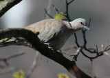 Trkentaube / (Eurasian) collared dove  