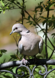Trkentaube / (Eurasian) collared dove 