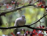 Trkentaube / (Eurasian) collared dove 