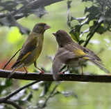 Greenfinch Mama with Baby