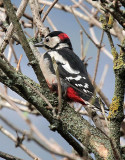 Buntspecht / Great Spotted Woodpecker