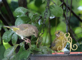 Greenfinches