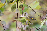 Greenfinch