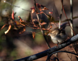 House Sparrow