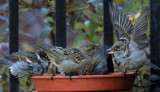 Bathing Sparrows