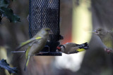 Greenfinches and European Goldfinch