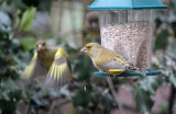 Greenfinches