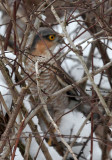 Sparrow Hawk