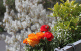 Juneberry blossoms and ranunculus