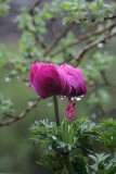 Anemone in the Rain