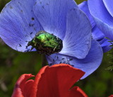 Rosenkfer / (green) Rose Chafers