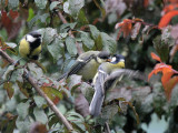 Great Tits with youngster