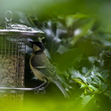 Great Tit