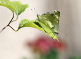 Cabbage White (mating)