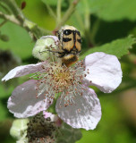 Pinselkfer / Bee Beetle