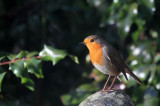 Robin