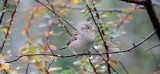 House Sparrow