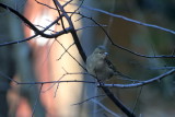 Buchfink / Chaffinch