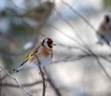 Goldfinches are around...