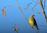 Greenfinch