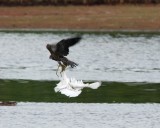Peregrine Falcon vs Snowy Egret
