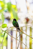 colibri  longue queue
